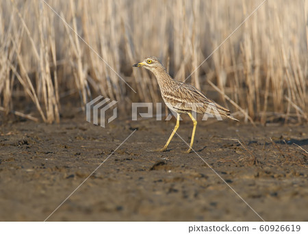 And again about Eurasian stone curlew 60926619