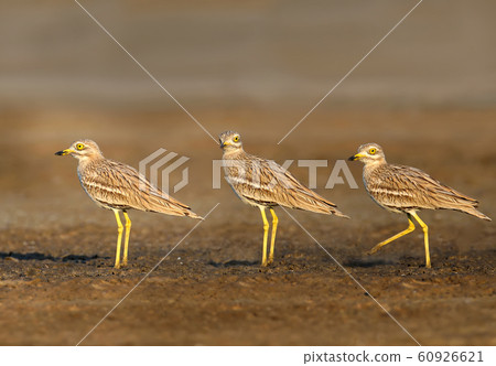 And again about Eurasian stone curlew 60926621