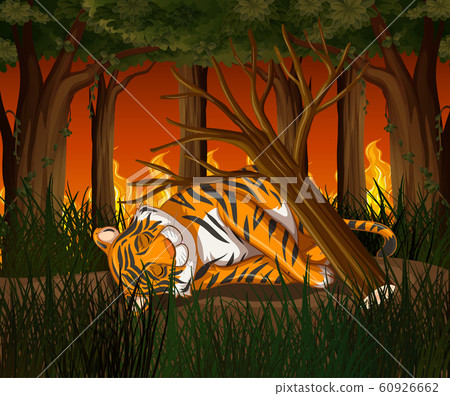 Deforestation scene with tiger and wildfire 60926662