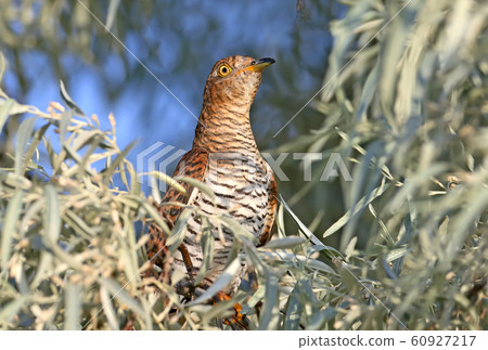 Rare shots close-up portrait of a cuckoo 60927217