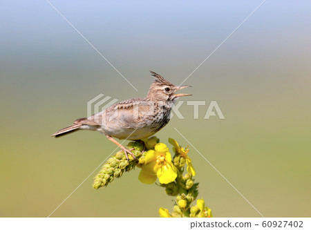 Crested singer 60927402