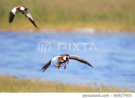 A variety of common shelduck (Tadorna tadorna) 60927403