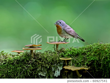 Unusual portraits male red-breasted flycatcher Unusual portraits male red-breasted flycatcher 60927541