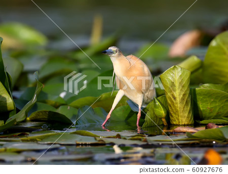 The squacco heron (Ardeola ralloides) 60927676