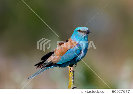 The most beautiful bird of Europe? The most beautiful bird of Europe? 60927677