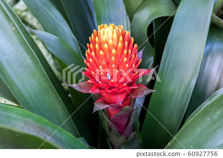 Red Pineapple Flower - red bromeliad, (Billbergia Red Pineapple Flower - red bromeliad, (Billbergia 60927756