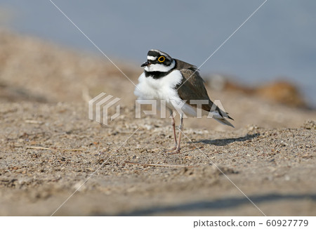 Little ringed plover close up portraits Little ringed plover close up portraits 60927779