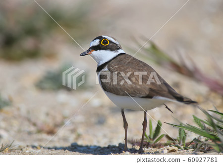 Little ringed plover close up portraits Little ringed plover close up portraits 60927781