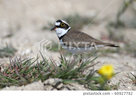 Little ringed plover close up portraits Little ringed plover close up portraits 60927782