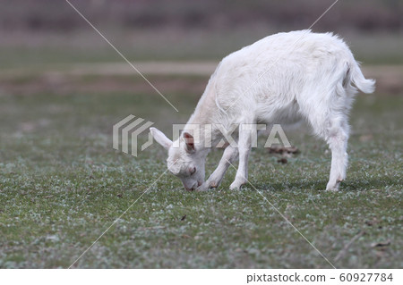 Funny goats 60927784