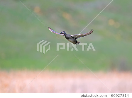 gadwall (Mareca strepera) 60927814