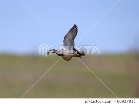 gadwall (Mareca strepera) gadwall (Mareca strepera) 60927815