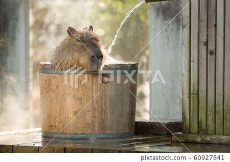 Bathing of capybara 60927841