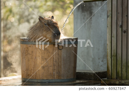 Bathing of capybara Bathing of capybara 60927847