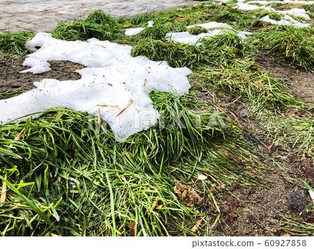 Melting snow on green grass close up Melting snow on green grass close up 60927858
