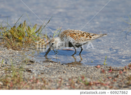 Dunlin close up 60927862