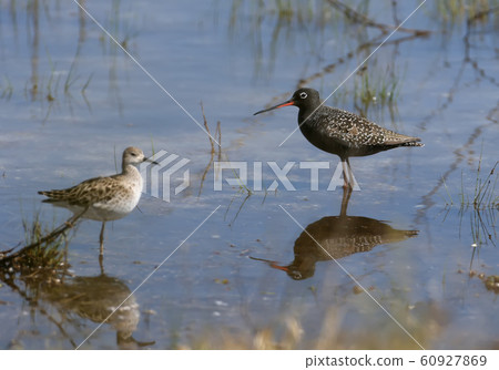 The spotted redshank (Tringa erythropus) portrait 60927869