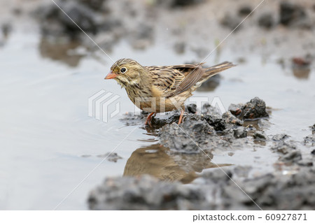 Bathing and after Bathing and after 60927871