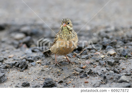 Bathing and after 60927872