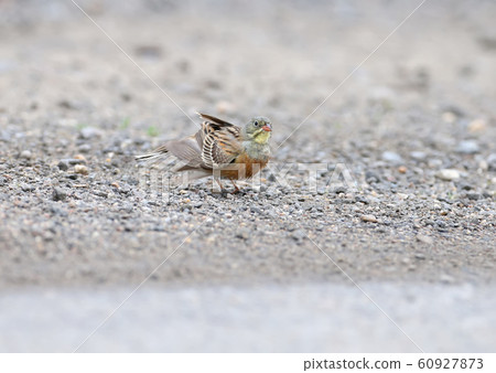 Bathing and after 60927873