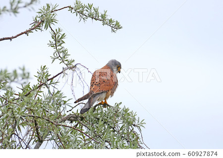 Portrait of a hunter 60927874