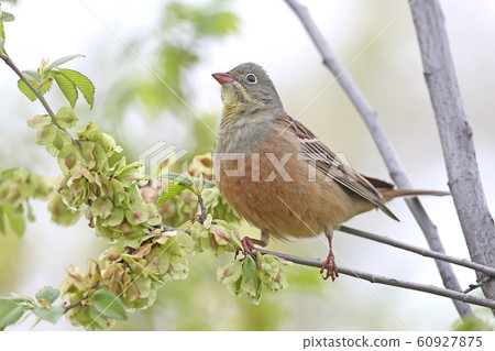 Spring mood 60927875