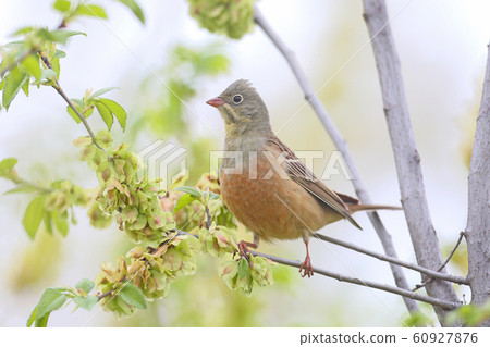 Spring mood 60927876