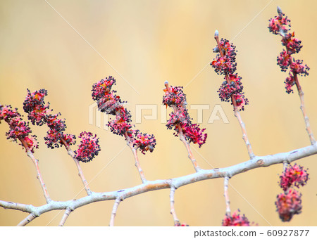 A branch of flowering elm 60927877