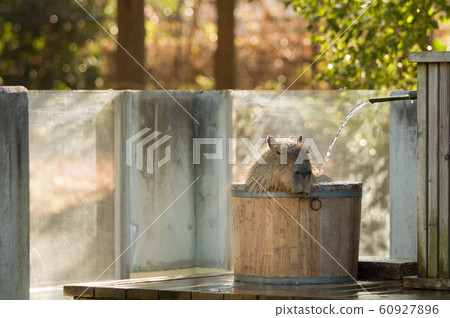 Bathing of capybara 60927896