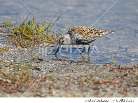 Dunlin close up Dunlin close up 60928155