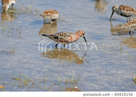 The curlew sandpiper (Calidris ferruginea) 60928156