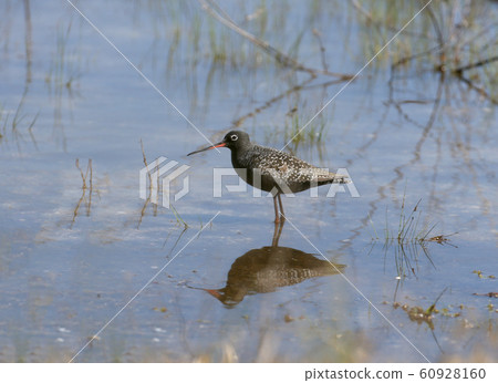 The spotted redshank (Tringa erythropus) portrait 60928160
