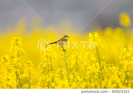 Incredible yellow rape and birds 60928161