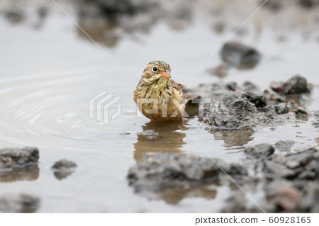 Bathing and after 60928165