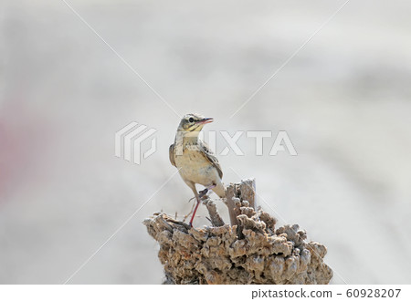 Close up portrait of Tawny pipit Close up portrait of Tawny pipit 60928207