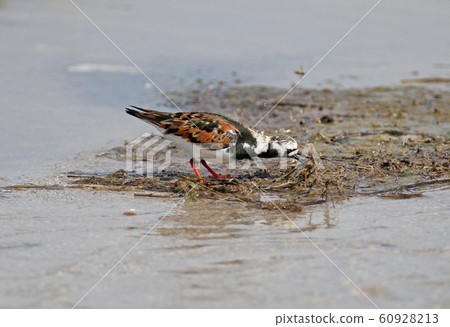 And ruddy turnstone (Arenaria interpres) among 60928213