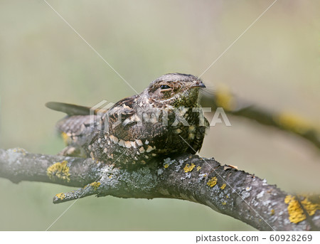 Midday rest of the nightjar 60928269