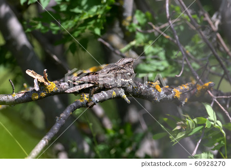Midday rest of the nightjar Midday rest of the nightjar 60928270
