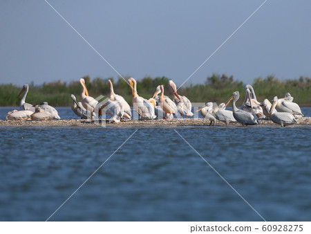 Rare shots of a large group of Dalmatian Pelican 60928275