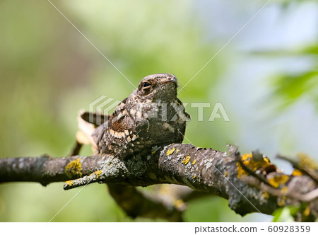 Midday rest of the nightjar Midday rest of the nightjar 60928359
