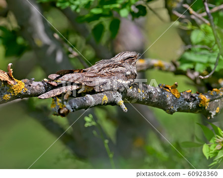 Midday rest of the nightjar 60928360