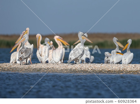 Rare shots of a large group of Dalmatian Pelican 60928364