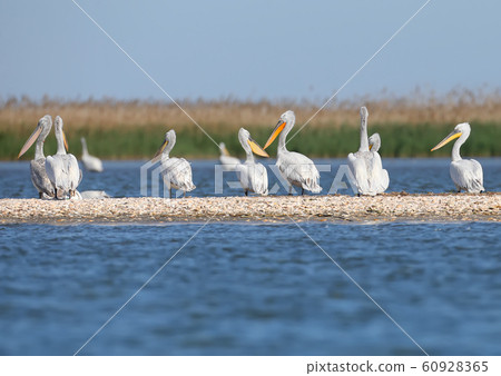 Rare shots of a large group of Dalmatian Pelican 60928365