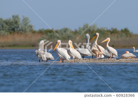 Rare shots of a large group of Dalmatian Pelican 60928366