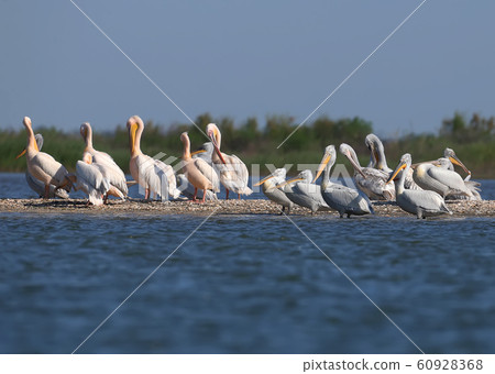 Rare shots of a large group of Dalmatian Pelican 60928368