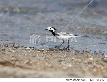 Walk along the shore 60928397