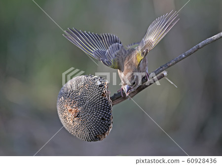 From the life of greenfinches From the life of greenfinches 60928436