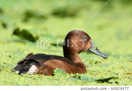 A female ferruginous duck (Aythya nyroca) A female ferruginous duck (Aythya nyroca) 60928477