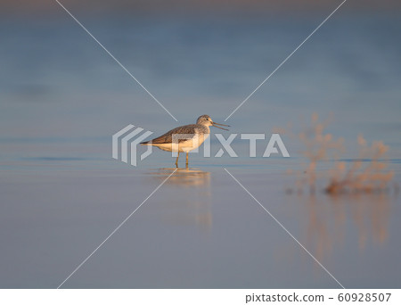 The common greenshank (Tringa nebularia) morning The common greenshank (Tringa nebularia) morning 60928507