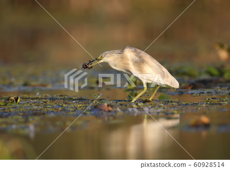 About the life of squacco heron (Ardeola 60928514